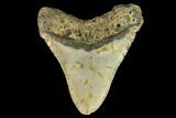 Fossil Megalodon Tooth - North Carolina #109820-2